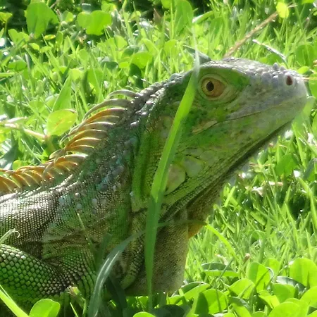 Blue Lizard House-2